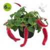 Acalypha Foxy 6 sztuk