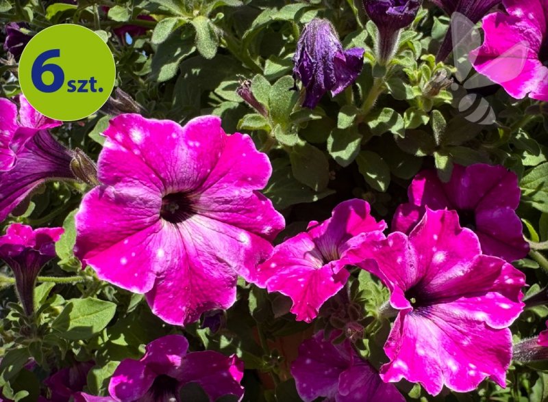 Surfinia Purple Star  6 sztuk