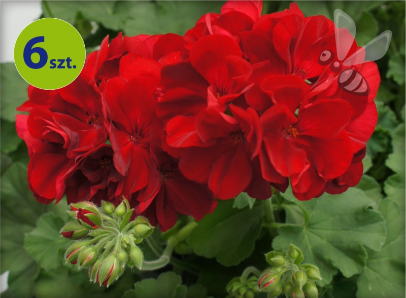 Pelargonia Calliope Dark Red 6 sztuk
