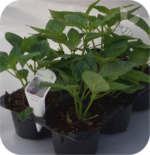 Szałwia Silveretta 6 sztuk