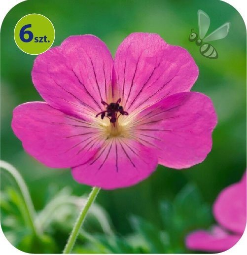 bodziszek pink penny