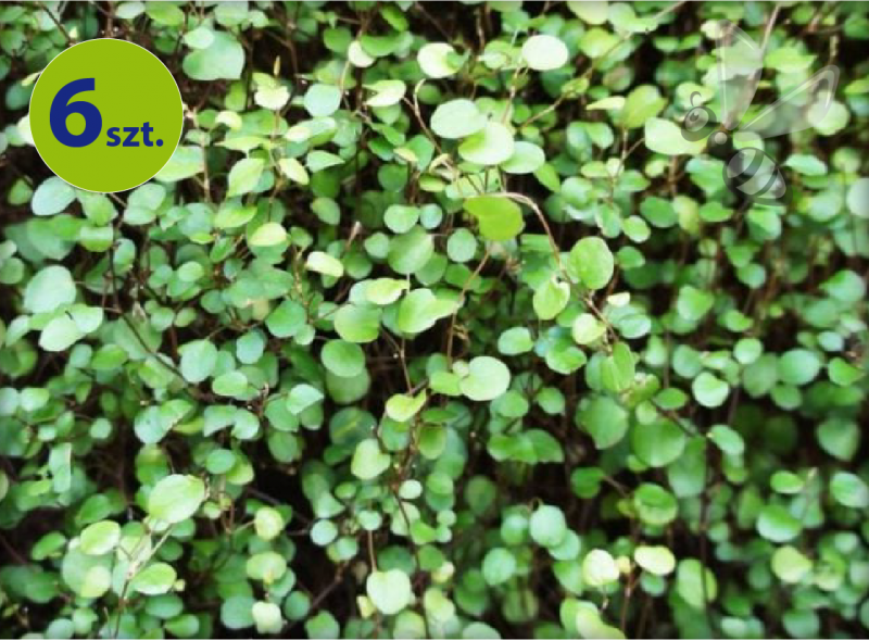 Mulenbeckia Minero 6 szt.