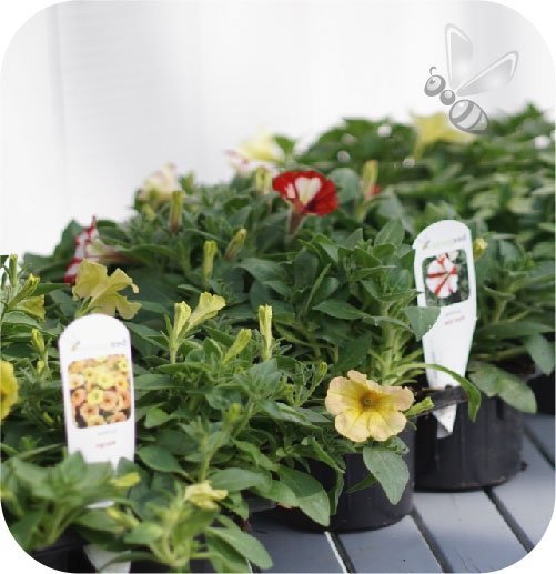 Supertunia Vista Raspberry 6 sztuk