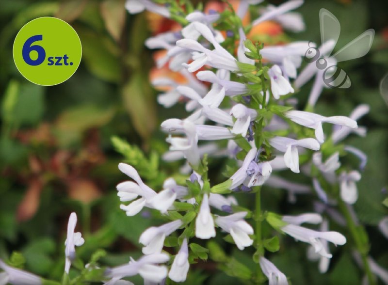 Szałwia Silveretta 6 sztuk
