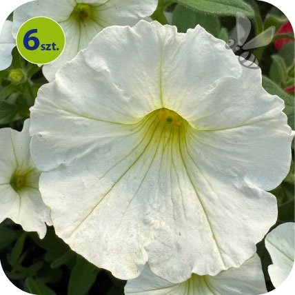 Supertunia Vista Snowdrift 6 sztuk