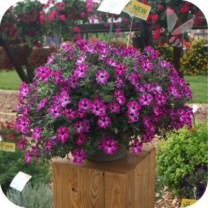 Surfinia Purple Star  6 sztuk
