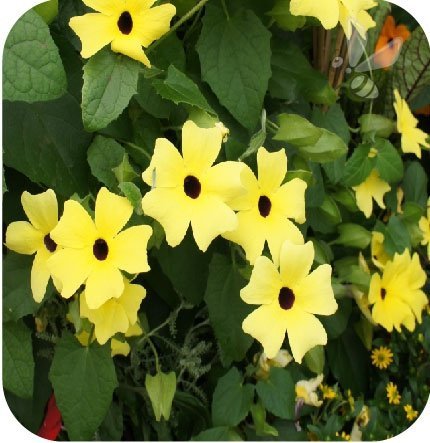 Thunbergia Yellow Dark Eye 6 sztuk