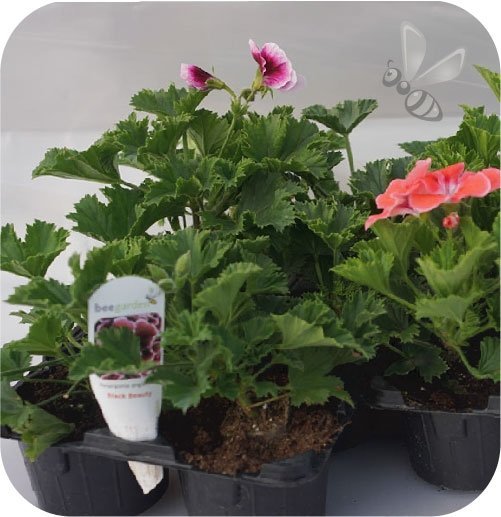 Pelargonia angielska Pinkerbell 6 sztuk