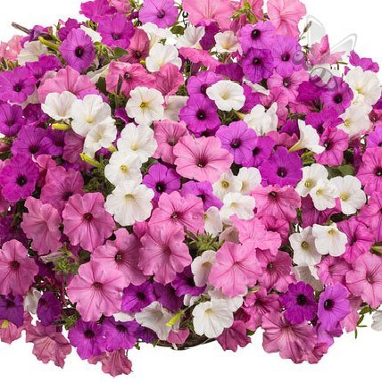 Supertunia Vista Cool Jazz 6 sztuk