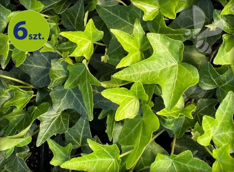Hedera golden child 6 szt.