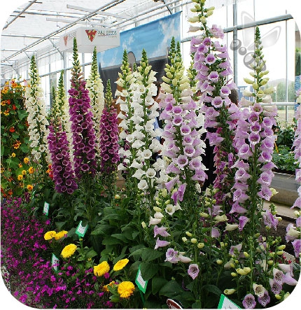 Naparstnica Castor mix 6 sztuk