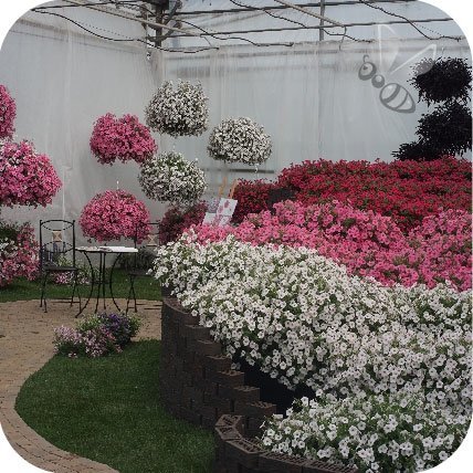 Supertunia Mini Vista Hot Pink 6 sztuk