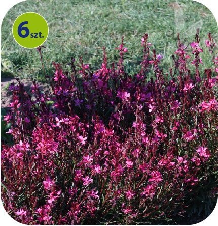 Gaura Gambit Rose 6 szt.