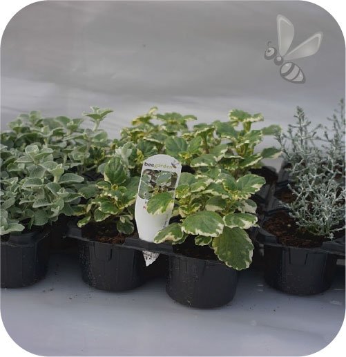 Kocanka Silver 6 sztuk