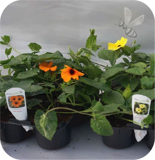 Hedera my heart 6 szt.