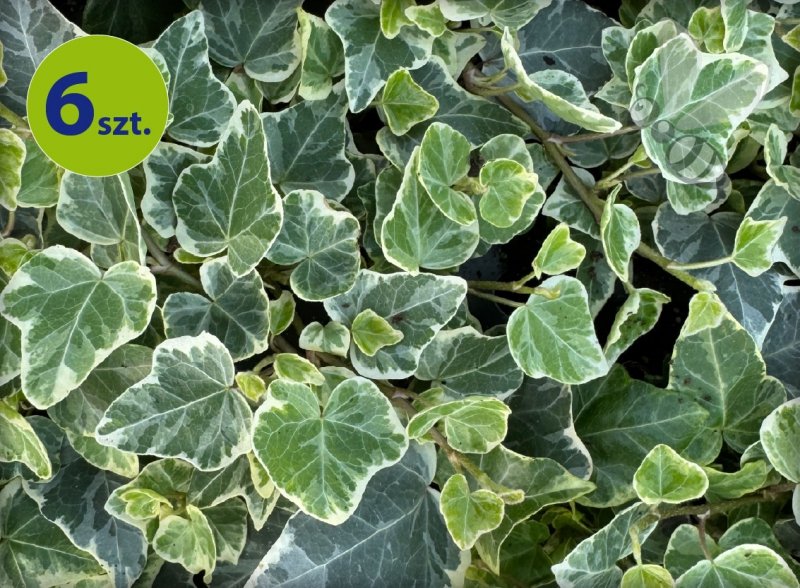 Hedera mix 6 szt.