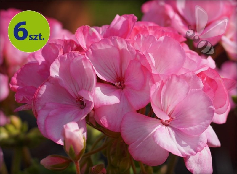 Pelargonia rabatowa blush  6 sztuk