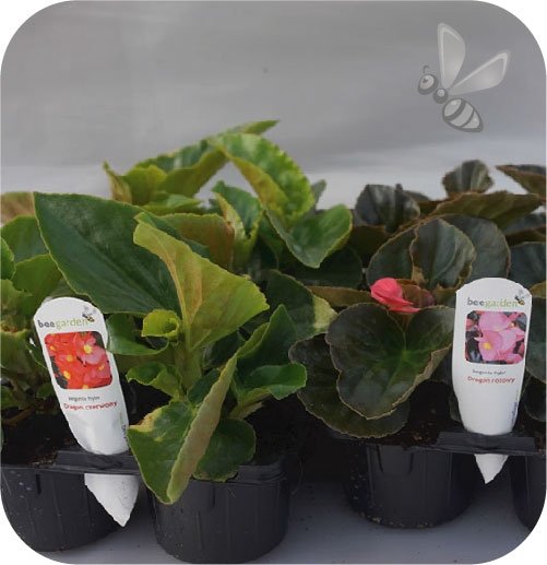 Begonia Dragon biała z zielonym liściem 6 sztuk