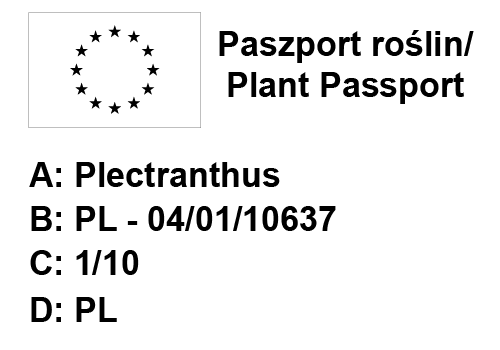 Aptenia Mezo 6 sztuk