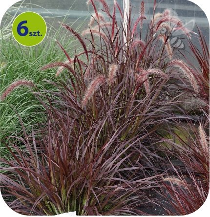Pennisetum Rubrum 6 sztuk