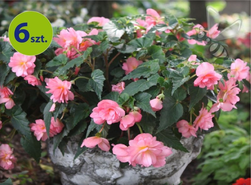 Begonia Belina Pink 6 sztuk