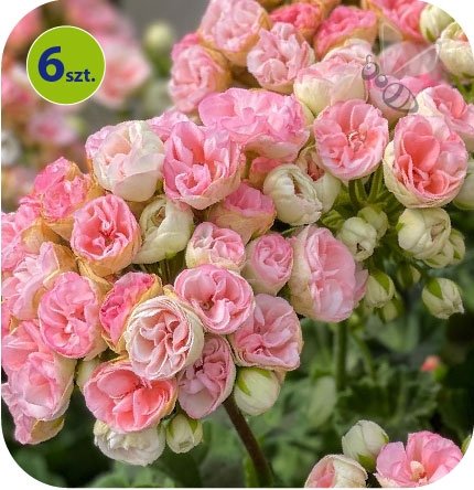 Pelargonia Rosebud Astrid 6 sztuk