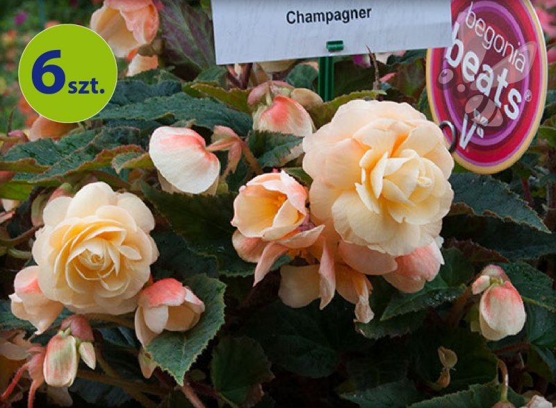 begonia Rosana Champagner
