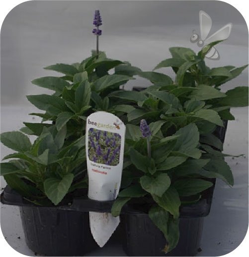 Szałwia Mystic Blue 6 sztuk