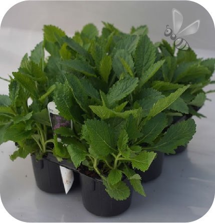 Werbena pospolita Bampton 6 sztuk