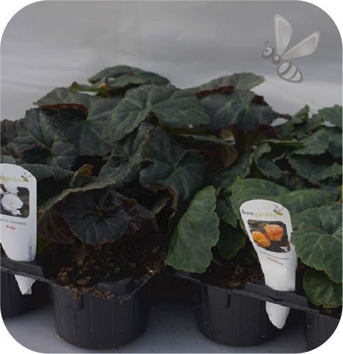 Begonia Solenia Catrina 6 sztuk