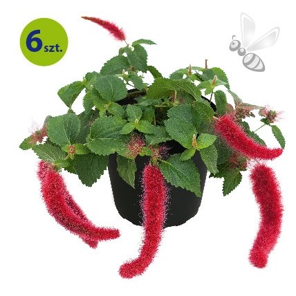 Acalypha Foxy 6 sztuk