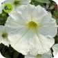 Supertunia Vista Snowdrift 6 sztuk 
