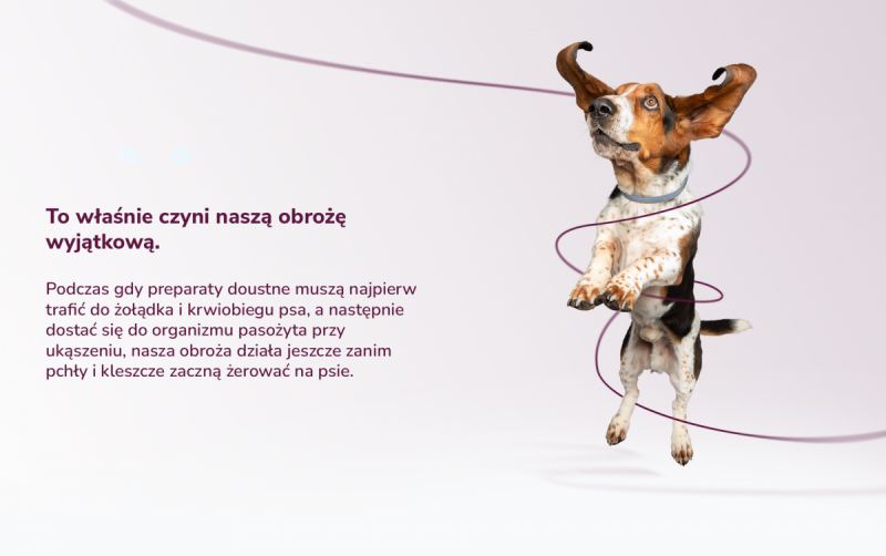 BAYER KILTIX Obroża przeciw pchłom i kleszczom dla średnich psów 53cm