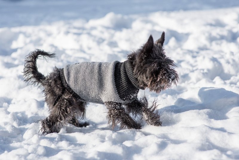 Ami Play Sweter dla psa Oslo 42cm Niebieski