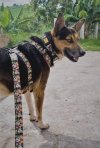 Dingo Szelki dwupaskowe Guard City - Chiapas rozmiar S