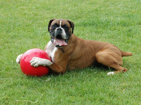 Boomer Ball S - 4&quot; / 11cm czerwona