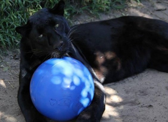 Boomer Ball M - 6&quot; / 15cm niebieska