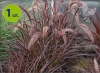 Pennisetum Rubrum 6 sztuk