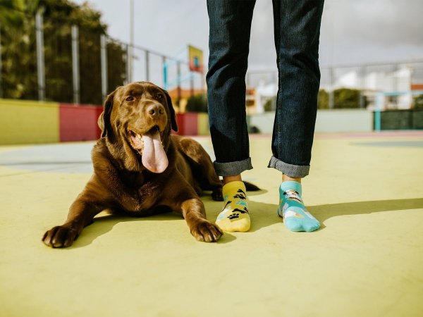 Happy Dog - Low Socks Good Mood