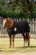 Derka osuszająca RAMBO Diamante Cooler - HORSEWARE - black/black