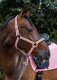 Kantar MEMPHIS II SS25 - Schockemohle - dusty pink