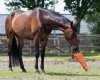 Zabawka dla konia zamszowa XL - QHP - carrot