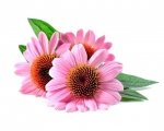 Jeżówka - Echinacea 0,5 kg - EQUIHERBS 