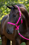 Konik