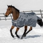 Konik