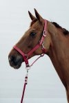 Konik