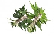 Serdecznik pospolity - ziele 1 kg - EQUIHERBS 