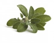 Szałwia 1 kg - EQUIHERBS 