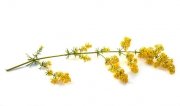 Przytulia właściwa 0,5 kg - EQUIHERBS 
