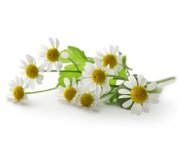 Rumianek 1 kg - EQUIHERBS 